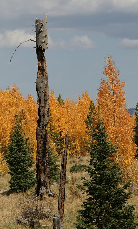 Dsc01362burnedtree-vi.jpg