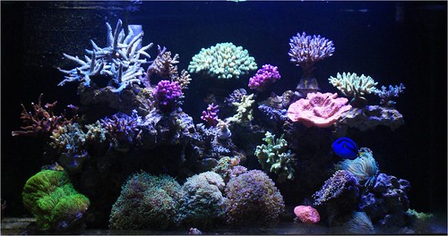 6053237533_844db5a915.jpg