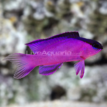 p_72303_Black%20Cap%20Basslet.jpg