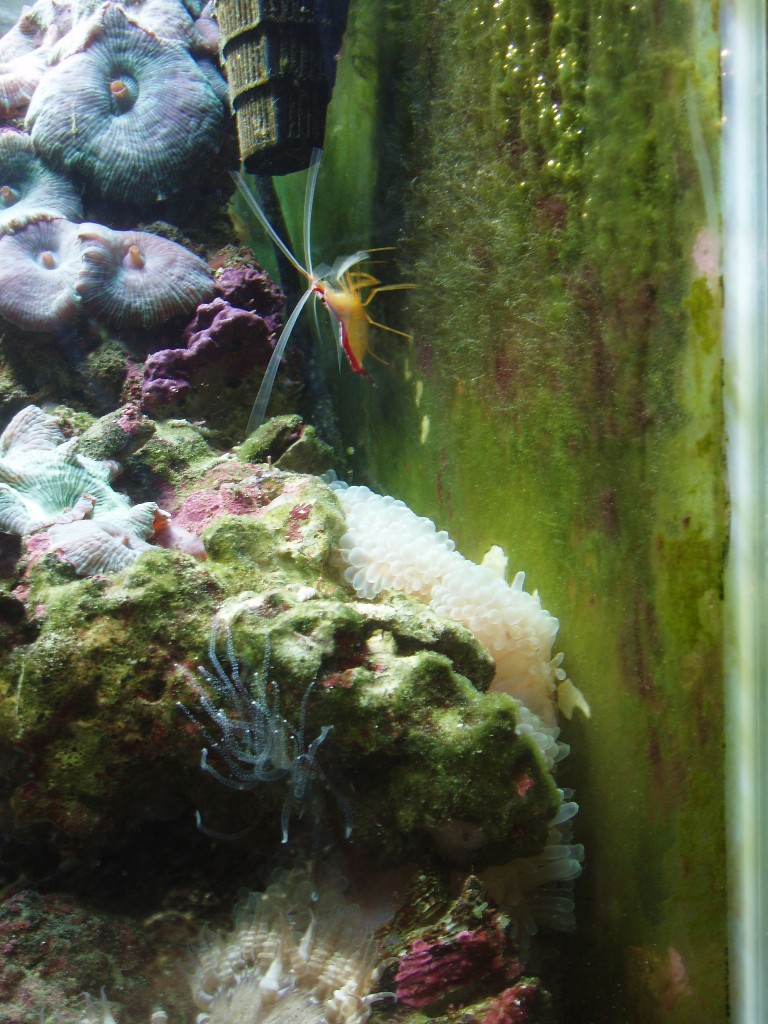 Anemone3.JPG