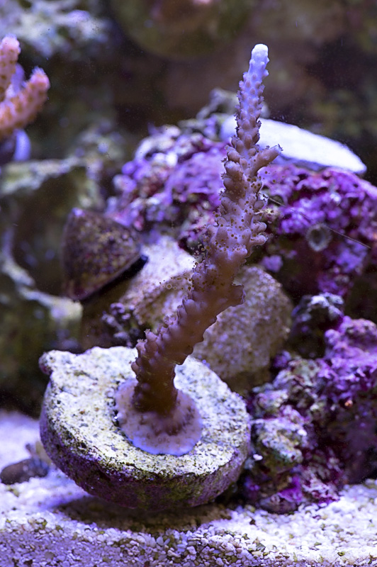 acropora_insignis_072116.jpg