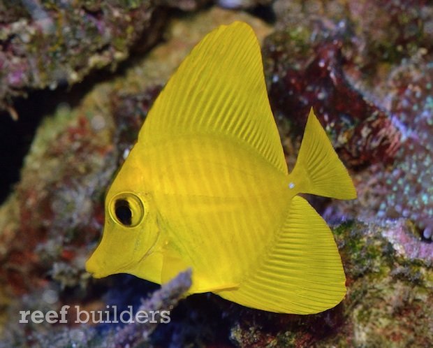 reefbuilders.com