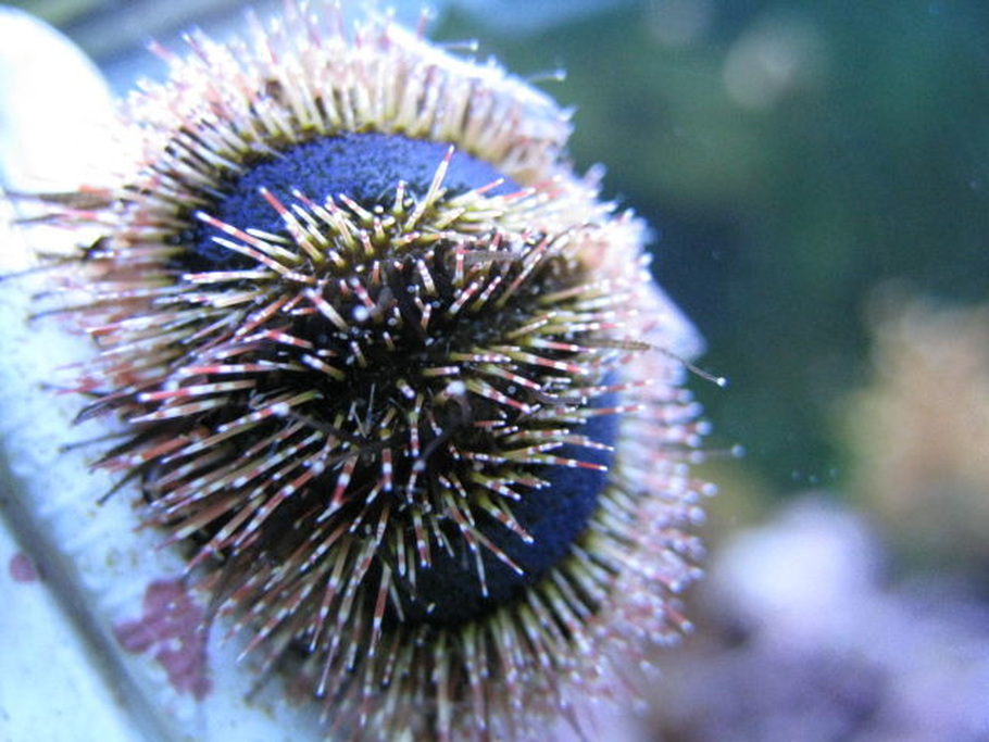 Blue-Tuxedo-Urchin-bfjJ5uJ.jpg
