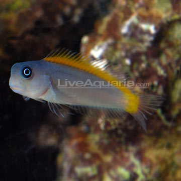 p-80419-blenny.jpg