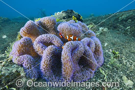 sea-anemone-24M1235-37D.jpg