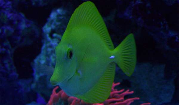 fishyellowtangjq8.jpg