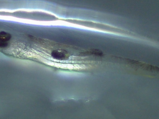 GBG_156_2.jpg