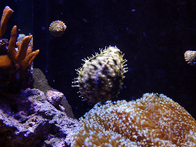 cowrie_0707.jpg