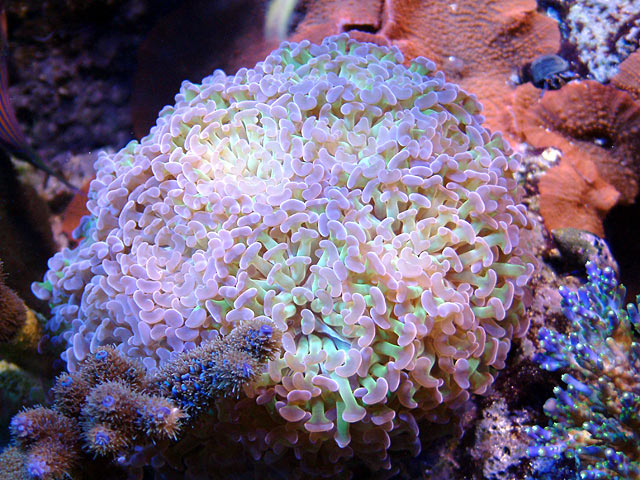 branching_hammer_0811.jpg