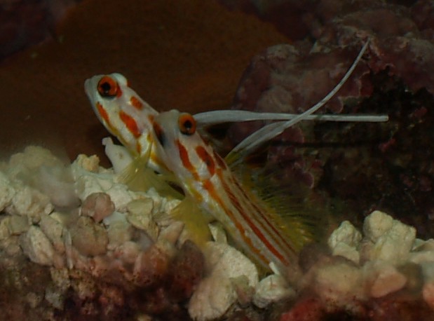 Pair2.jpg