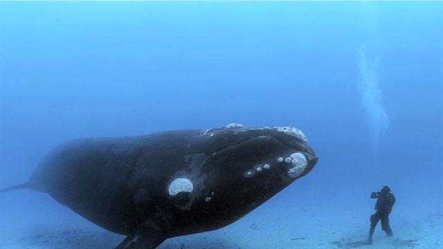 43555_1_1280x720_640x360_177541187595.jpg