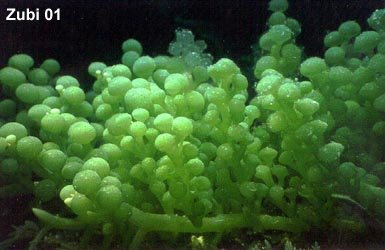 Caulerpa-racemosa.jpg