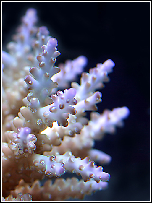 463_acro.jpg