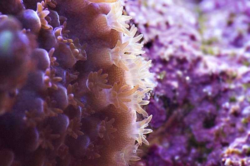 pearlberry_edgepolyps_072417.jpg