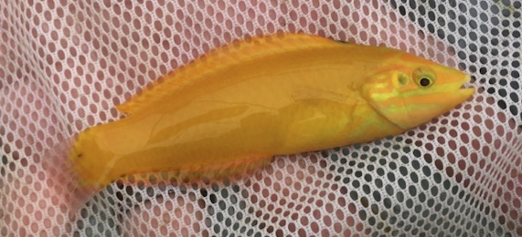 wrasse1%20copy.jpg