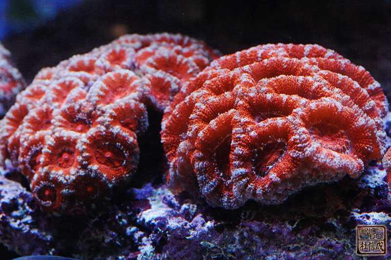 D2X_9484.jpg