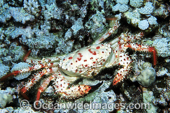 24M0444-16-deep-sea-reef-crab.jpg
