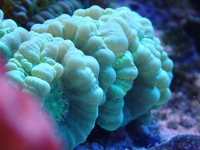 polyps_neon_candycane.jpg