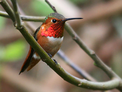 allans_hummingbird.jpg