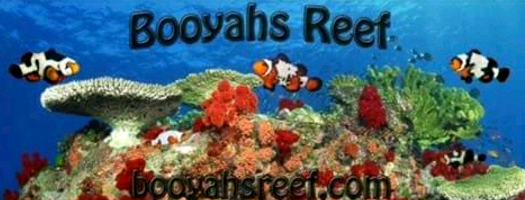 logo_booyahsreef.png