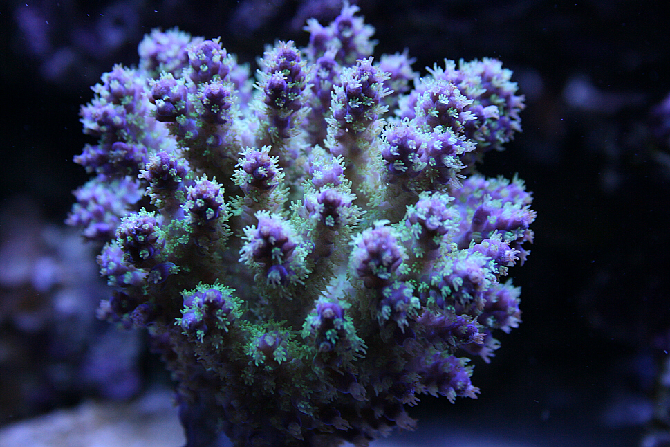 Electricgreenpurpleacro308162008.JPG