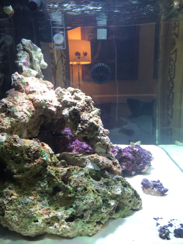 bobs-reef5.jpg