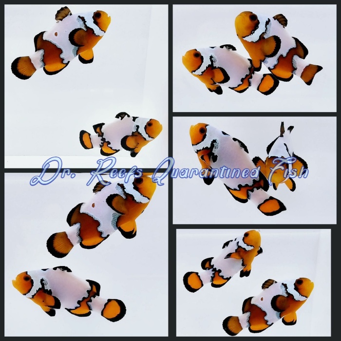 drreefsquarantinedfish.com