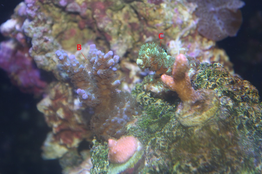 coral2.JPG