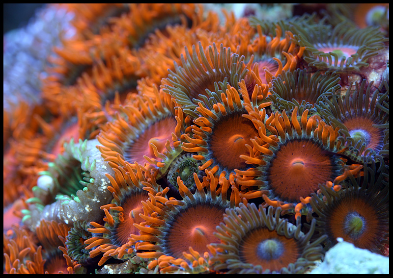 686_zoanthid.jpg