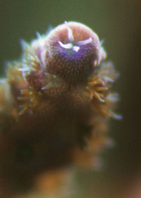 Axial-Corallite-2.jpg
