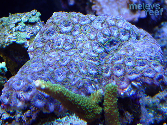 favia_purple_0317.jpg