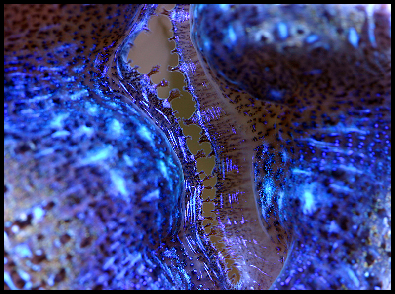724_clam.jpg