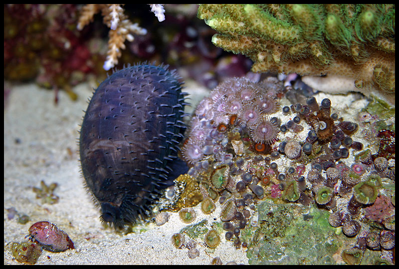 705_cowrie.jpg