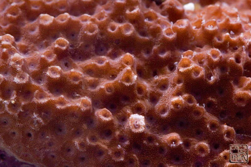 AG_lepastrea_050108b.jpg