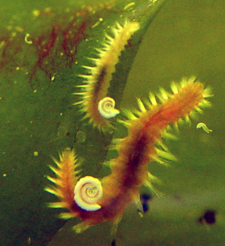 DSC02588Bristleworms-vi.jpg