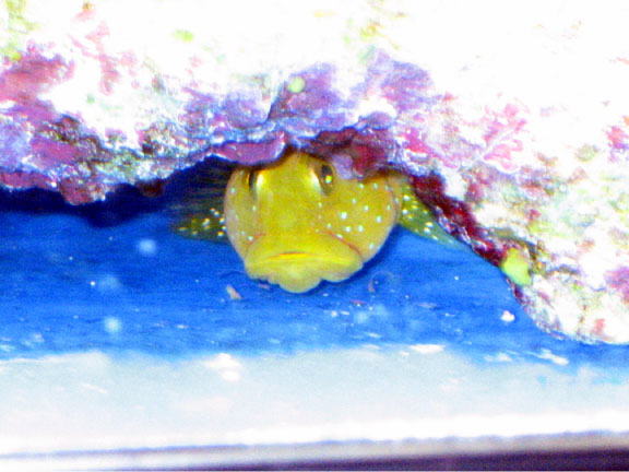 Tweety.jpg