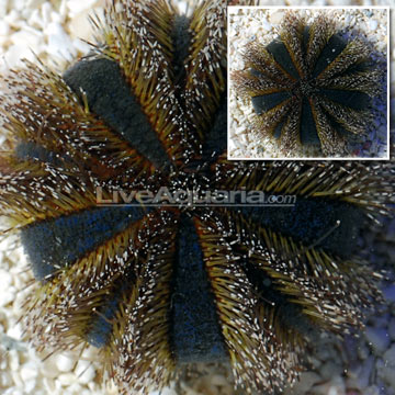 p-39634-urchin.jpg