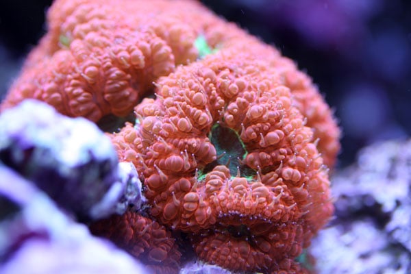 fish-060.jpg