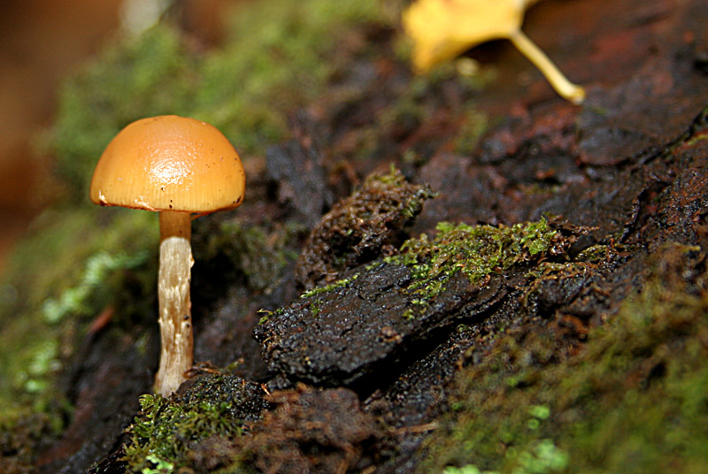mushroom2.jpg