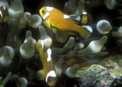 Amphiprion_polymnusAQJuvs.jpg