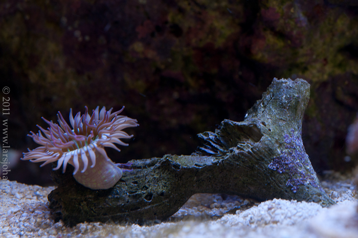 20110611-_DSC2302.jpg