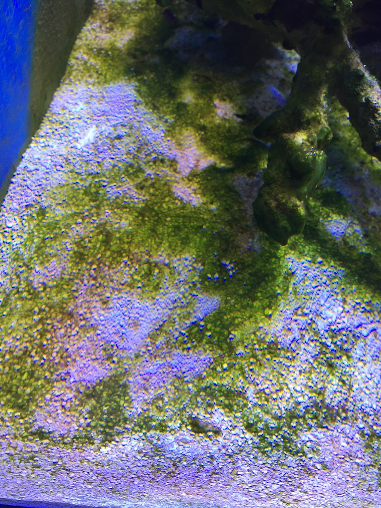 41305328282_81031c24d5_b.jpg