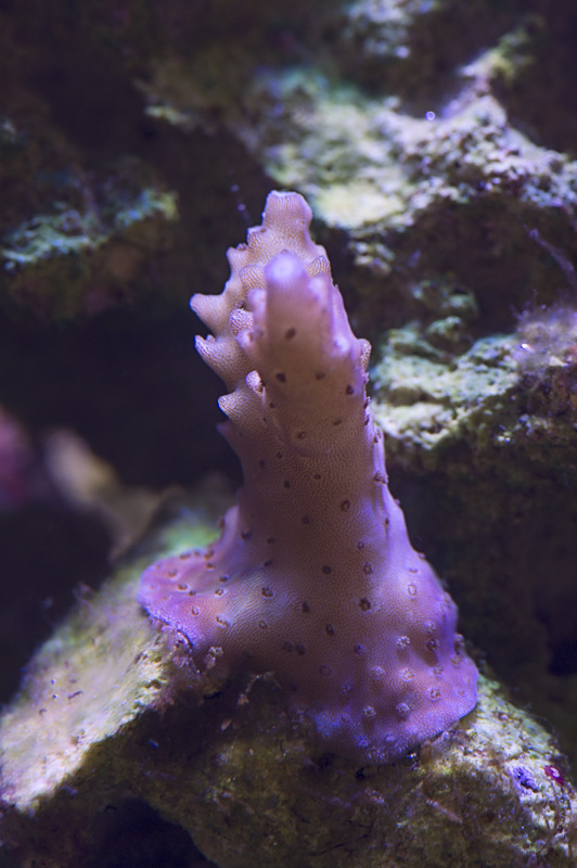 calireef_purple_frag_061616.jpg