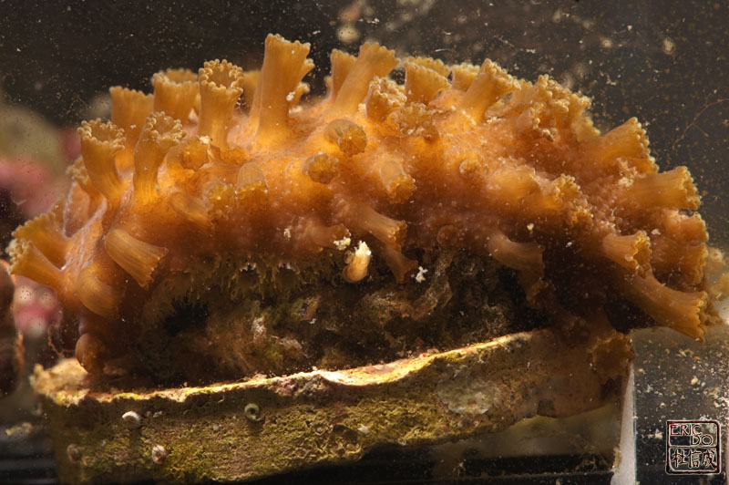 astreopora02.jpg