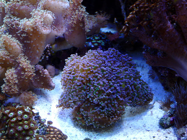 frogspawn_0311.jpg
