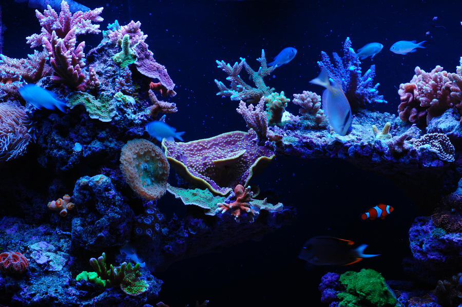 Reef_Center_Shot_by_Logzor.jpg