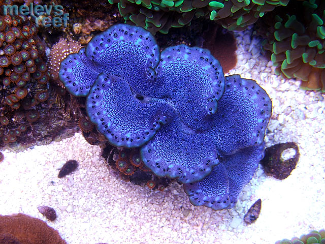 td_maxima_0920.jpg