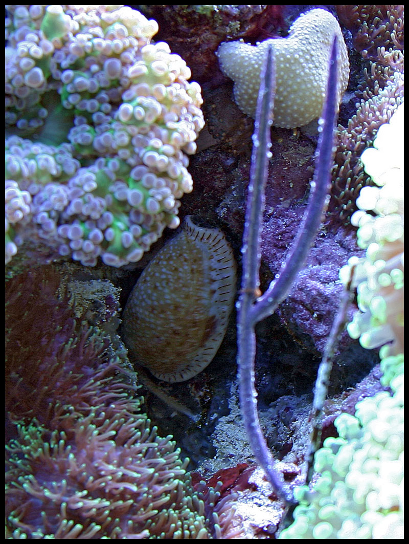 563_cowry.jpg