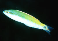 Thalassoma%20bivittatus%20BONterm.jpg
