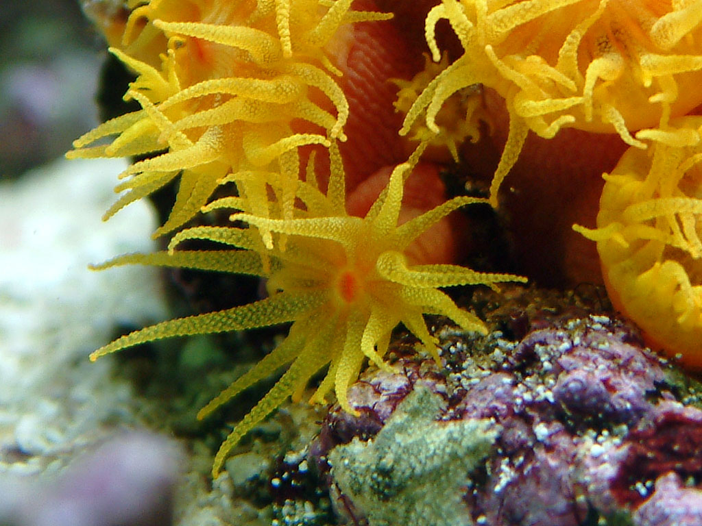 suncoral_polyp_big3.jpg